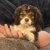 8 week old Male Cocker Spaniel puppy