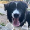 Selling Border Collie