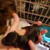 CKC F1 Toy Yorkipoo Puppies