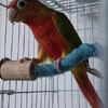 Green cheek SUNCHEEK & HIGH RED PAIR