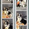 American Corgis