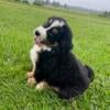 Unregistered Bernese Mountain Dog litter due the end of October, ready the week before Christmas!