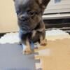 French Bulldog puppy