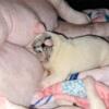 AKC English Bulldog Puppies