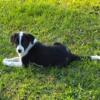 Border Collie Puppies