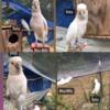 Male and Female Goffin Cockatoo for sale