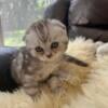 Scottish fold kitten