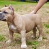 2 FEMALE Pocket American bully puppies looking for their forever homes