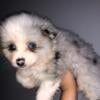 AKC DNA Tested 100% Purebred Blue Silver Merle Male Parti Pom Pomeranian Health Guarantee Rare Exotic Swee