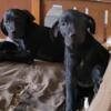 Great Dane pups for sale Salisbury