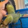 Turquoise Opaline baby Quajer Parrot for sale in Orlando, Florida