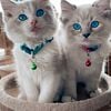 Adorable Ragdoll Kittens