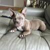 Pocket exotic bully
