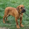 Young Male AKC Boerboels, Central California