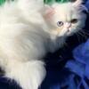 CFA registered beautiful White Dollface Persian Female available