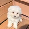 Maltipoo girl 