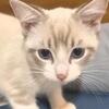 Ragdoll kittens female