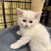 Female Maine Coon x Ragdoll Mix