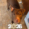 Mocha looking for her furever home!