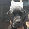 Cane Corso puppies available 3 left