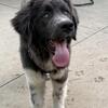 AKC grey & white Newfoundland Female Puppy