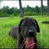 Great Dane puppies for sale Raeford NC