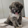 Great Pyrenees mix female puppy 