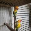 Male & Female Sun Conure Pair