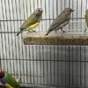European guldian for sale