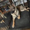 Female german shepherd looking for home