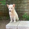 White German Shepard Husky Mix Male