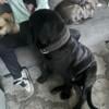 Black Fixed male cane  Corso