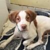 AKC Male Brittany puppy 12 weeks old