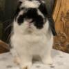 Holland lop_ Proven young senior buck from great lines!