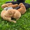 Golden Retriever Puppy - AKC