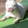 American bully looking for her forever home