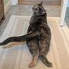 Rehoming my Cat