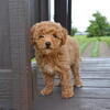 F1b mini goldendoodles