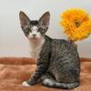 Squeaky tabby bicolor female