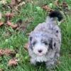 Male mini bernedoodle ready for furever home