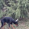 For Sale: 5-Month-Old Female Doberman — Trained & Socialized