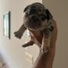 Rehoming AkC Frenchie Puppies