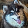 Gorgeous female f3  Pomsky