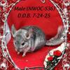 Northwest Ohio Chinchillas