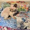 Devon rex female