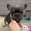 Alvin -Blue Tan Point Male- French Bulldog for sale- KY bluegrass frenchie