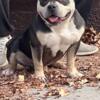 Two Year Old Male American Bully