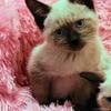 Siamese sealpoint kittens available