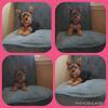 Female Yorkie puppy