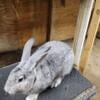 Pedigreed Flemish Giant Rabbits - Orange City